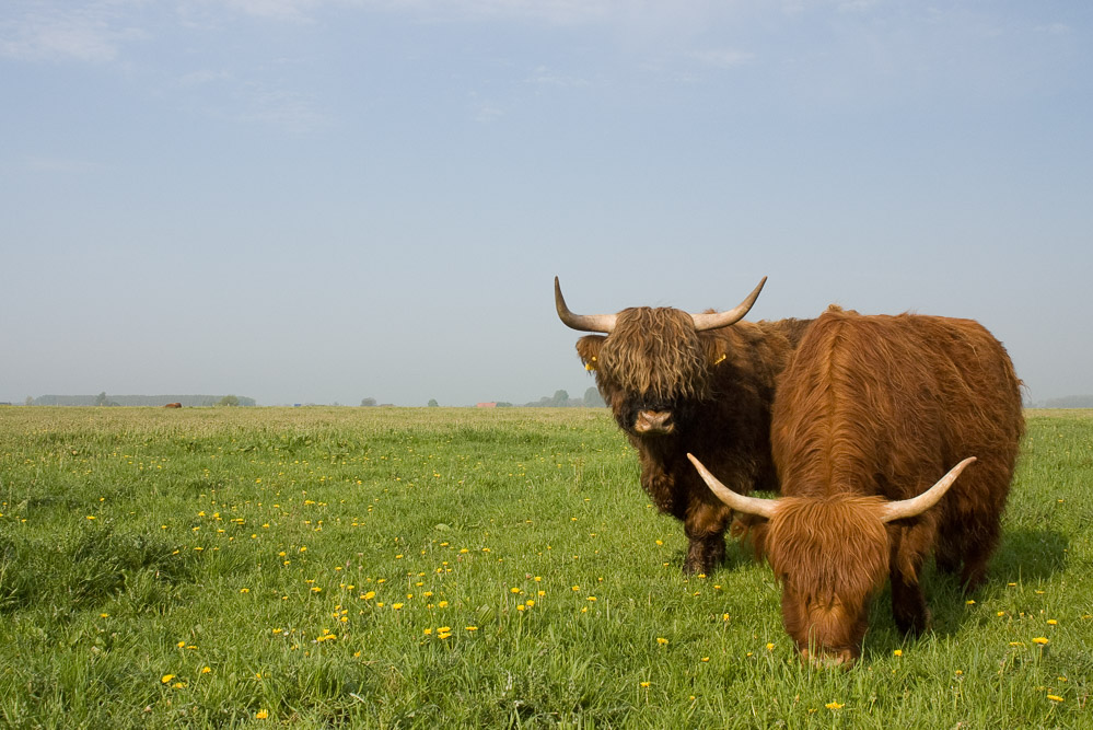 Schotse hooglander, Steenwaard, highland cattle