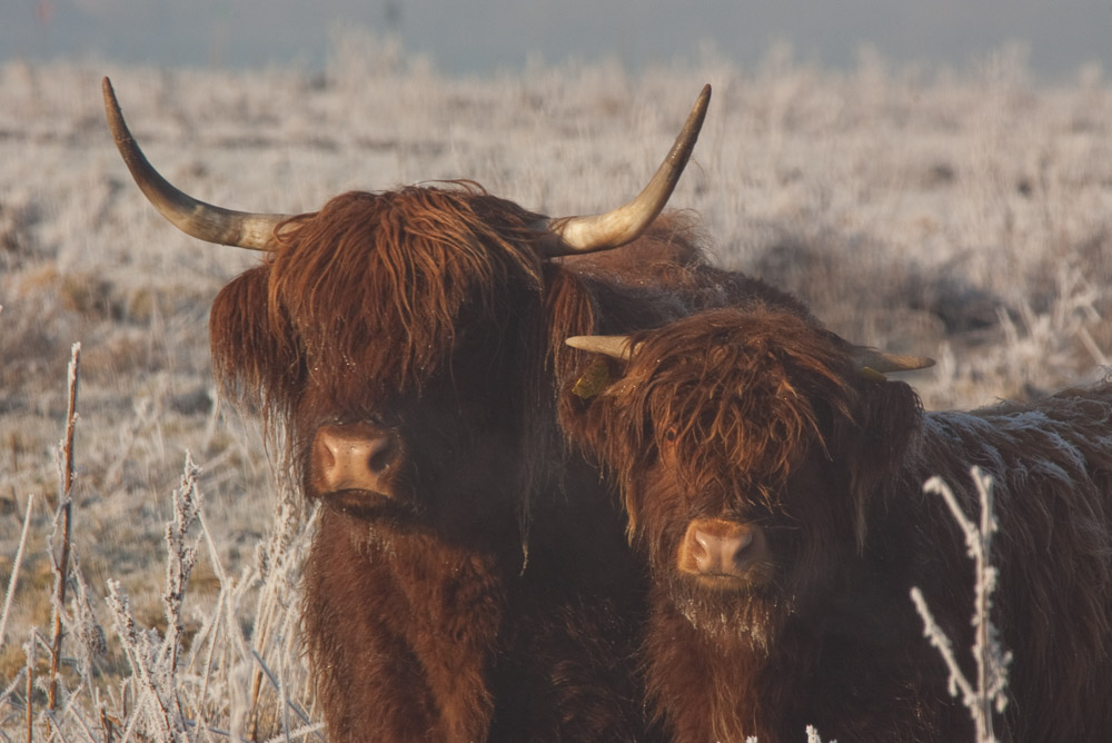 Schotse hooglander, Steenwaard, highland cattle