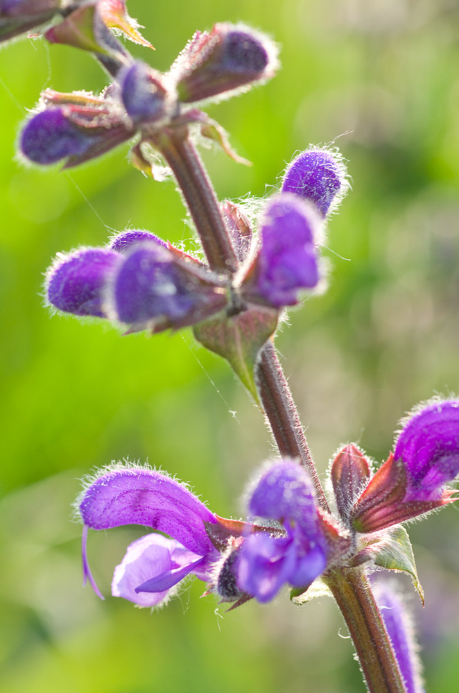 Salvia pratensis, Steenwaard, Veldsalie