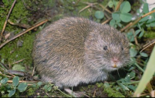 19970802-Kocevje-Microtus-subterraneus-Ondergrondse-woelmuis-Slovenie