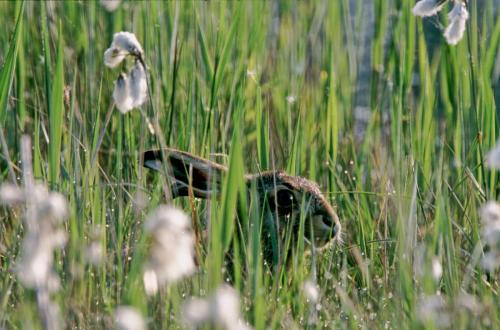 20030511-Haas-Kockengen-Lepus-europaeus