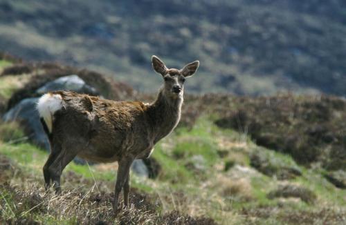 20040510-Cervus-elaphus-edelhert-Ierland-Wicklow-Mountains-2