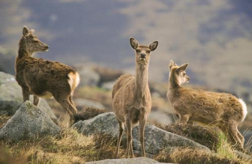 20040510-Cervus-elaphus-edelhert-Ierland-Wicklow-Mountains