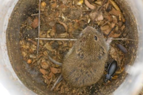 20050801-aardmuis-Microtus-agrestis-Polana-Slowakije