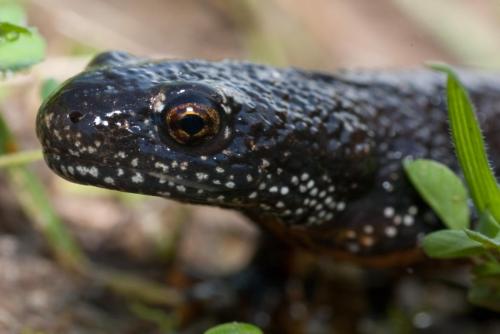 20051209-Kamsalamander-Steenwaard-Triturus-cristatus