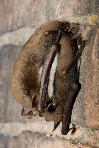 20060113-IJskelder-Jansberg-Myotis-daubentonii-Watervleermuis