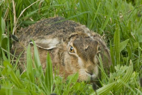 20060429-Haas-Lepus-europaeus-Steenwaard