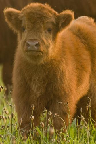 20060506-highland-cattle-Schotse-hooglander-Steenwaard