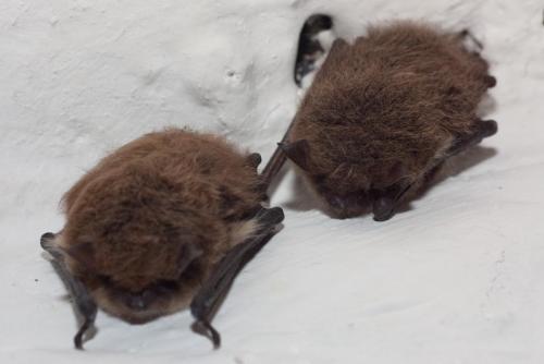 20070203-Baardvleermuizen-Honswijk-Myotis-mystacinus-brandtii