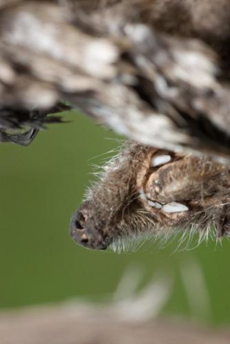 20070513-Mol-prooi-Steenwaard-Talpa-europaea