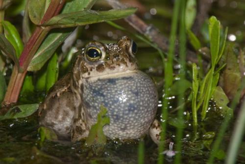 20070524-Bufo-calamita-Rugstreeppad-Steenwaard