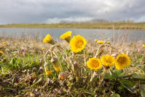 20080319-Klein-hoefblad-Steenwaard-Tussilago-farfara