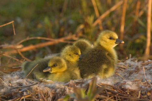 20080412-Anser-anser-Grauwe-gans-nest-Steenwaard