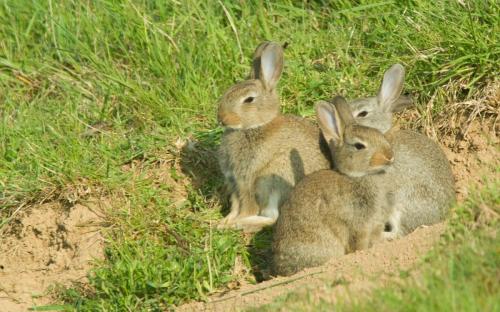 20080504-Konijn-Oryctolagus-cuniculus-Steenwaard