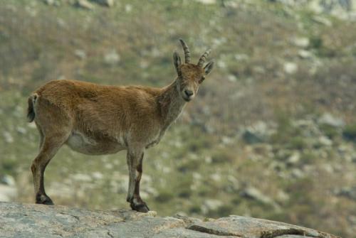 20080512-Capra-hispanica-Sierra-de-Gredos-Spaanse-steenbok-Spanje-2