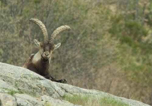 20080512-Capra-hispanica-Sierra-de-Gredos-Spaanse-steenbok-Spanje