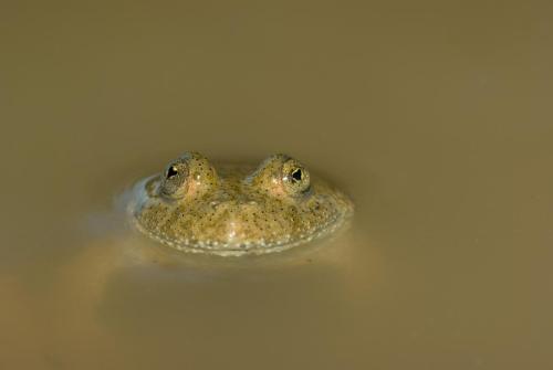 20080729-Bombina-variegata-Bufo-calamita-Geelbuikvuurpad