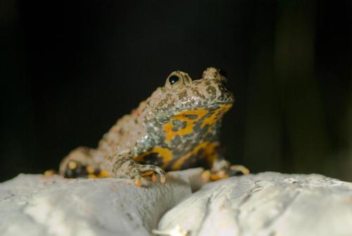 20080729-Bombina-variegata-Geelbuikvuurpad