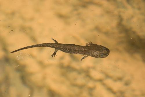 20080731-Salamandra-salamandra-Vuursalamander