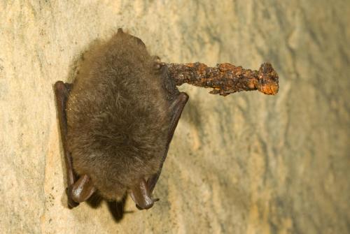 20090110-Franjestaart-Myotis-nattereri-Pietersberg