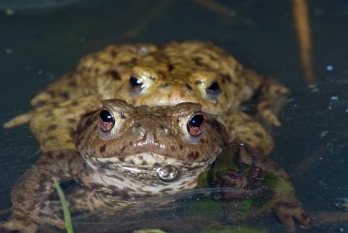 20090404-amplex-Bufo-bufo-Gewone-pad-Steenwaard