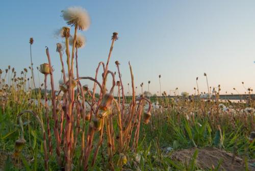 20090425-Klein-hoefblad-Steenwaard-Tussilago-farfara