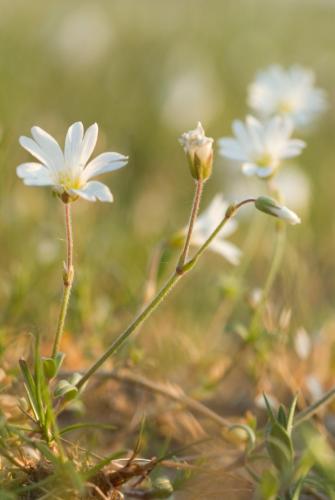 20090425-akkerhoornbloem-Cerastium-arvense-Steenwaard