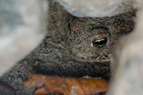 20090501-Bufo-calamita-Lekdijk-12-Rugstreeppad