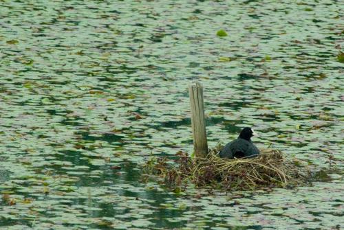 20090523-Fulica-atra-Meerkoet-Steenwaard