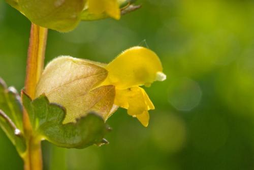 20090606-Kleine-ratelaar-Rhinanthus-minor-Steenwaard