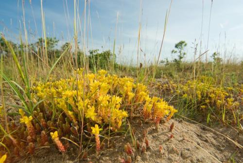 20090606-Muurpeper-Sedum-acre-Steenwaard