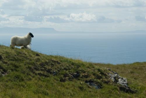 20090623-Ben-Bulben-Ierland-schaap-Slieve-League