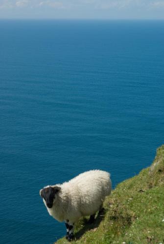 20090623-Ierland-schaap-Slieve-League