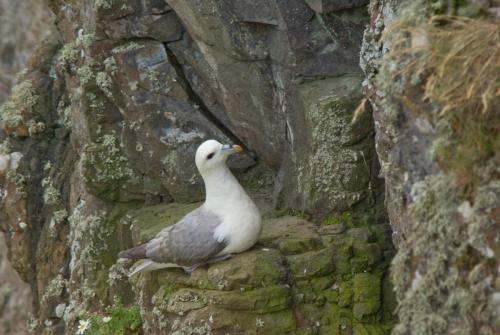 20090628-Fulmarus-glacialis-Giants-Causeway-Noord-Ierland-noordse-stormvogel