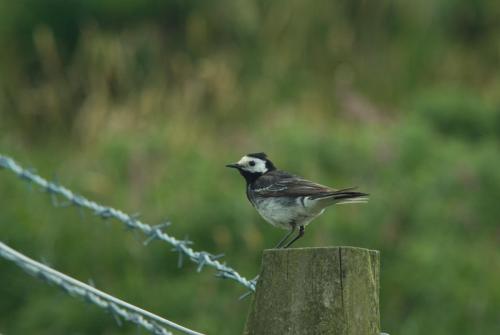 20090628-Motacilla-alba-yarrellii-Noord-Ierland-Rouwkwikstaart