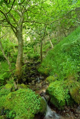 20090629-beek-Fair-Head-Noord-Ierland