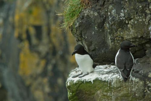 20090630-Alca-torda-alk-Noord-Ierland-Rathlin-Island-2