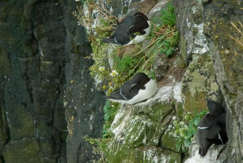 20090630-Alca-torda-alk-Noord-Ierland-Rathlin-Island