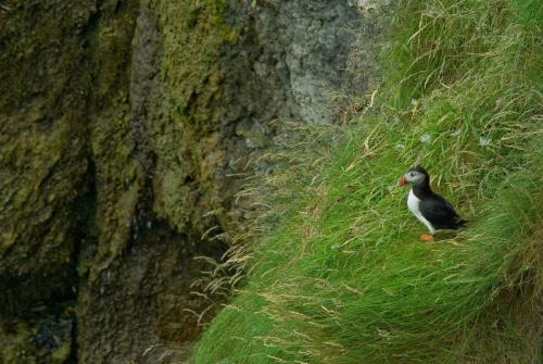 20090630-Fratercula-arctica-Noord-Ierland-papegaaiduiker-Rathlin-Island