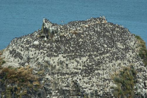 20090630-Noord-Ierland-Rathlin-Island-Uria-aalge-zeekoet