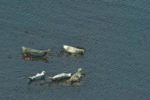 20090630-grijze-zeehond-Halichoerus-grypus-Noord-Ierland-Rathlin-Island (1)