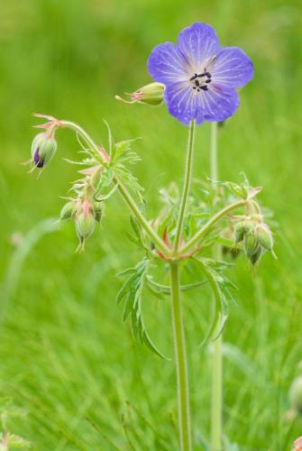 20090702-Beemdooievaarsbek-Geranium-pratense-Noord-Ierland