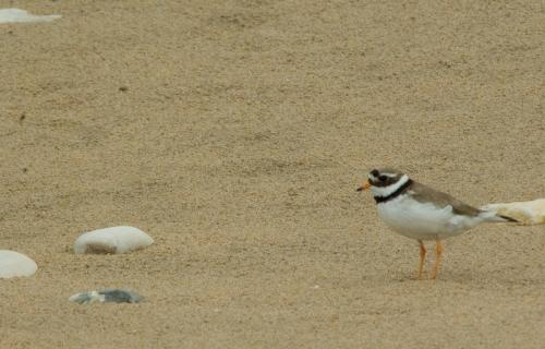 20090702-bontbekplevier-Charadrius-hiaticula-Noord-Ierland