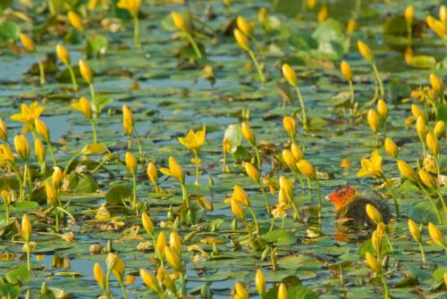 20090705-Meerkoet-Steenwaard