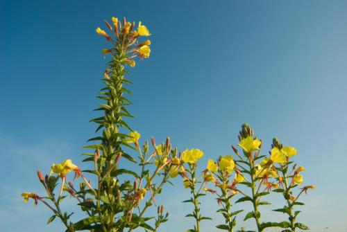 20090705-grote-teunisbloem-Oenothera-glazioviana-Steenwaard