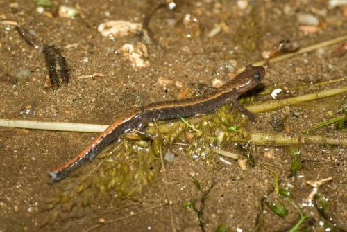 20090729-Chioglossa-lusitanica-Goudstreepsalamander