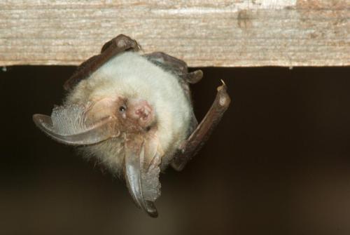 20090918-bruine-grootoorvleermuis-Oirlo-Plecotus-auritus