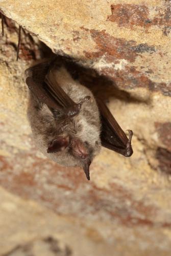 20100108-Bleijenbeek-Myotis-daubentonii-Watervleermuis-2