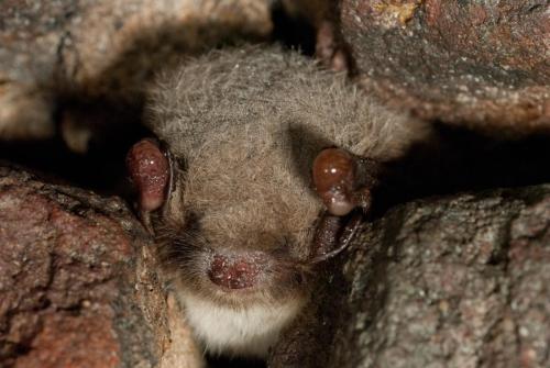 20100108-Bleijenbeek-Myotis-daubentonii-Watervleermuis