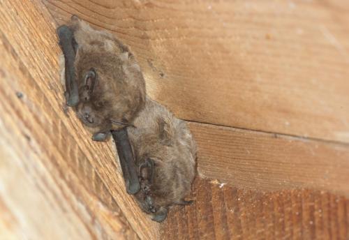 20100910-Horn-pipistrellus-nathusii-Ruige-dwergvleermuis